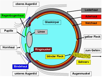 Aufbau des Auges
